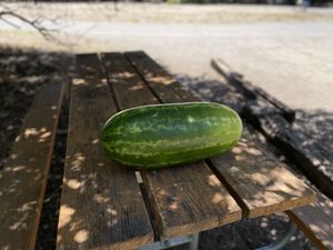An enormous watermelon